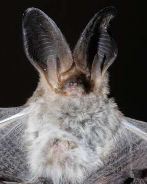 Image of Big-eared Brown Bat