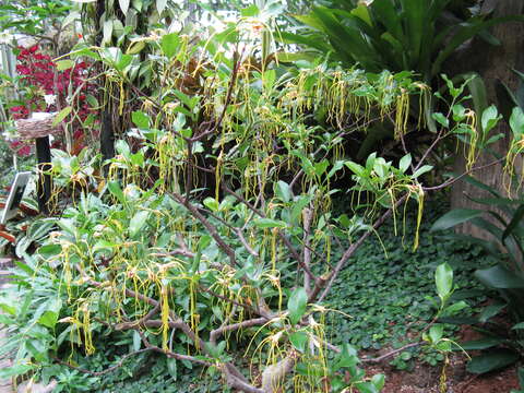 Слика од Strophanthus divaricatus (Lour.) Hook. & Arnott