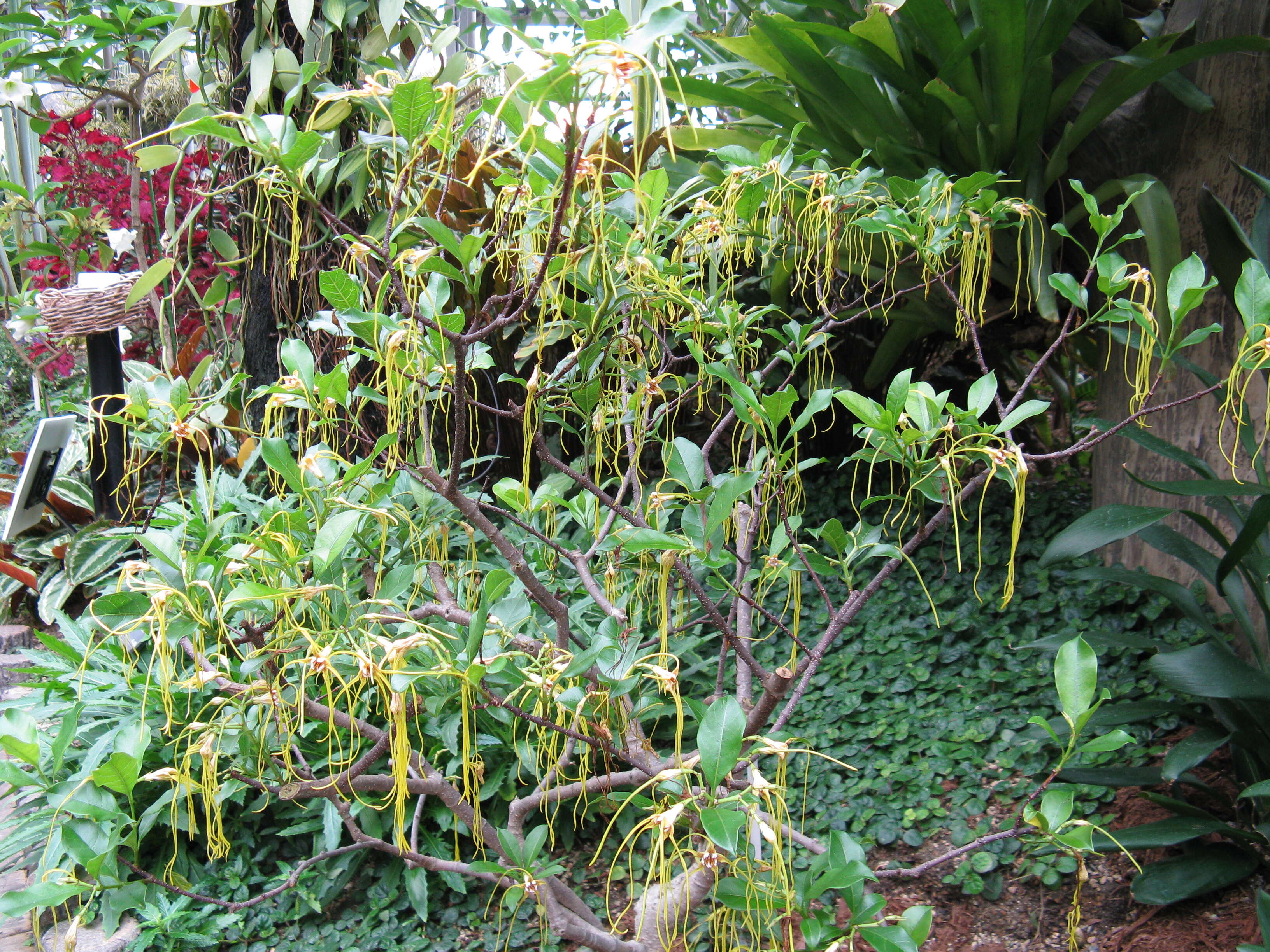 Image de Strophanthus divaricatus (Lour.) Hook. & Arnott