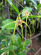 Image de Strophanthus divaricatus (Lour.) Hook. & Arnott