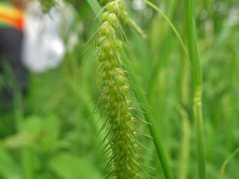 Image of fringed sedge