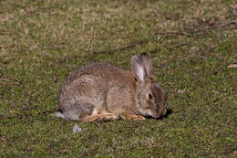 Image of Oryctolagus Lilljeborg 1873