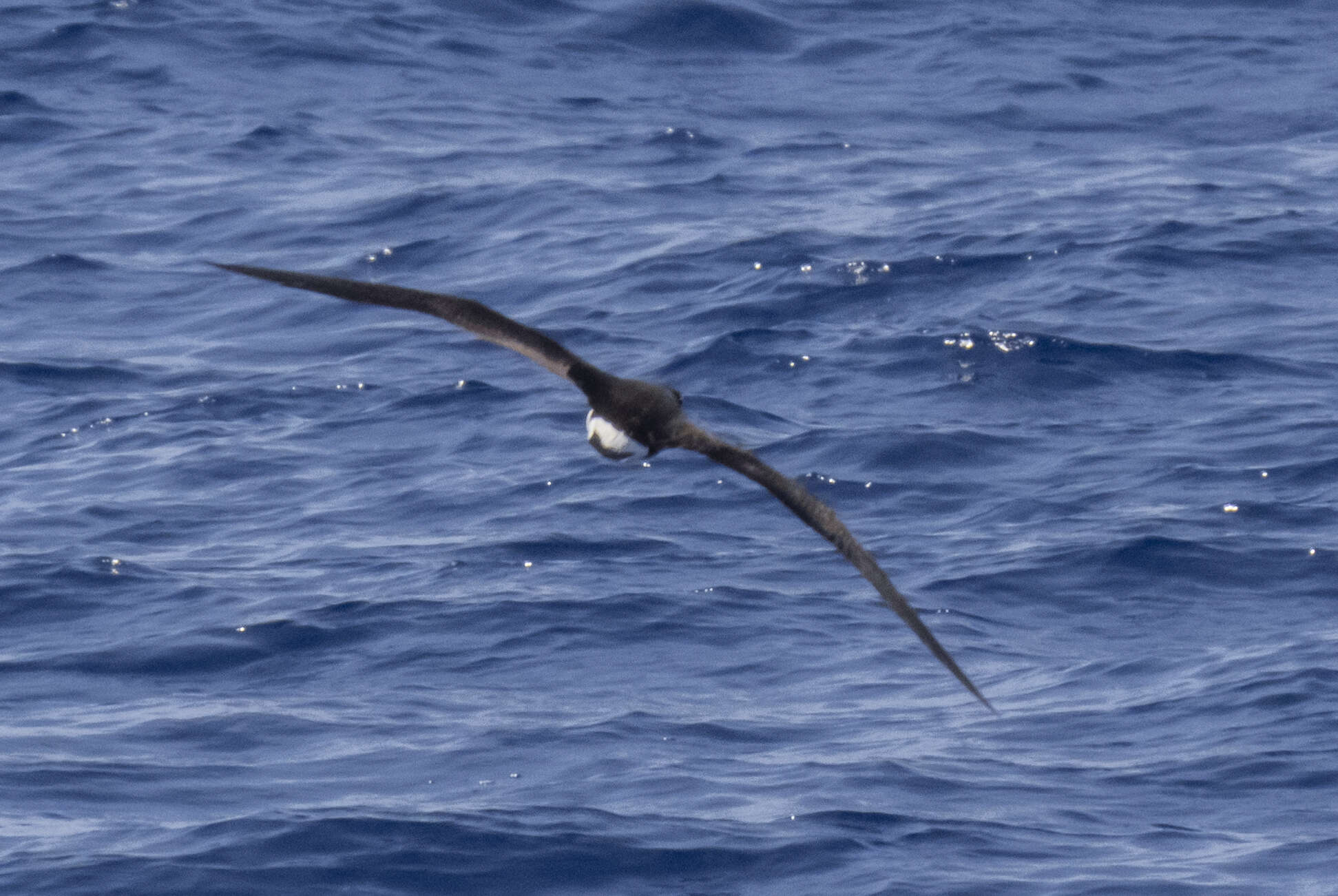 Image of Black-capped Petrel