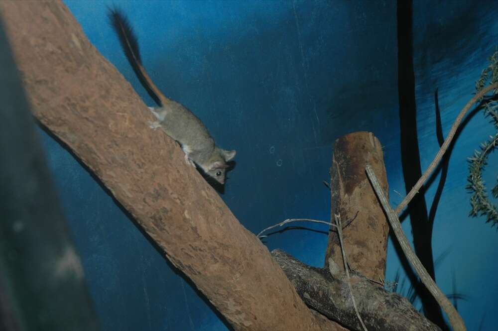 Image of Red-tailed Phascogale