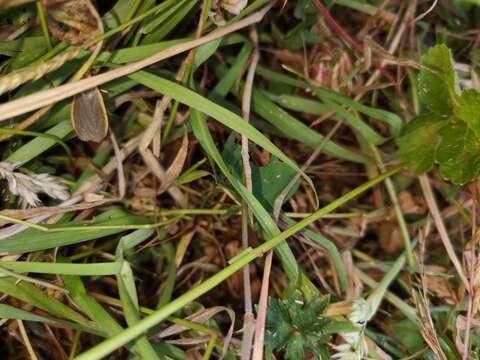 Image of common footman