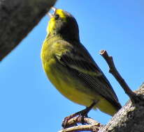 Image of Crithagra mozambica granti (Clancey 1957)