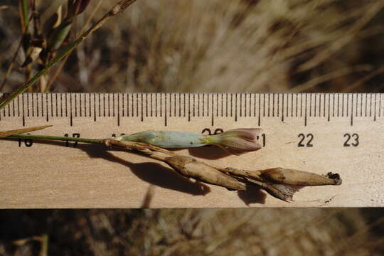 Image of Dianthus monadelphus subsp. pallens (Smith) Greuter & Burdet