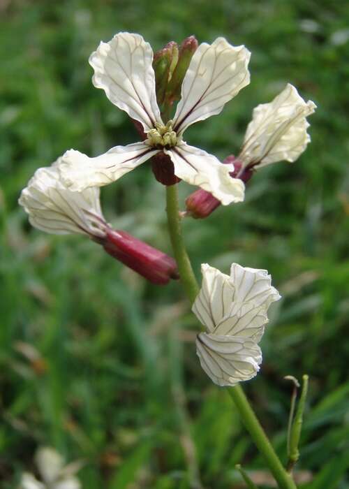 Image of wild radish