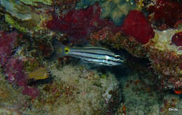 Image of Five-lined cardinalfish