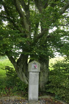 Image of European hornbeam