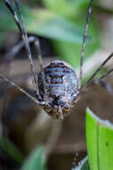 Image of Daddy-long-legs