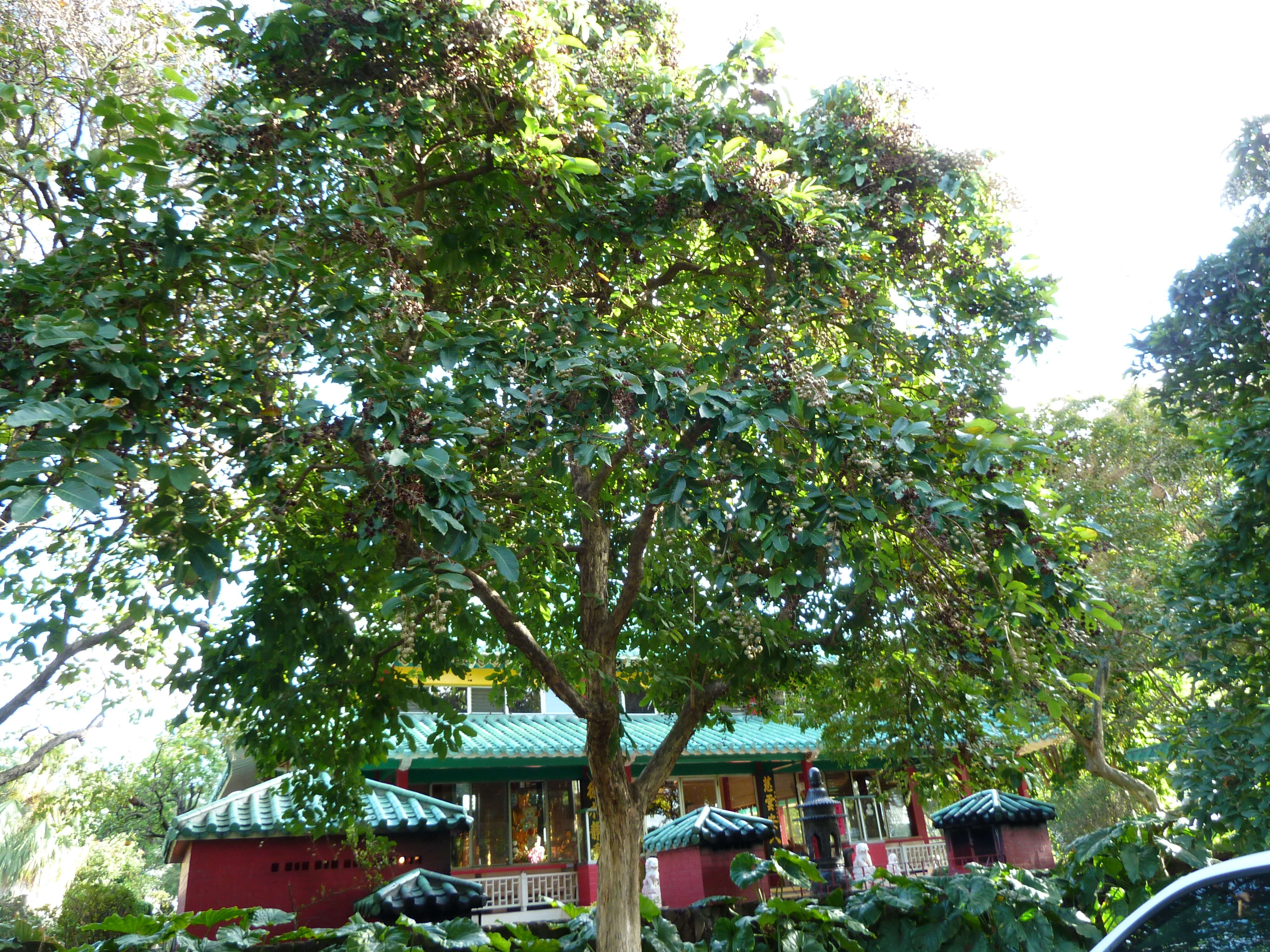 Image of lagerstroemia