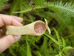 Image of Pitcher plant