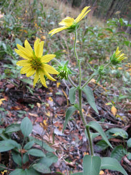 Silphium mohrii Small resmi