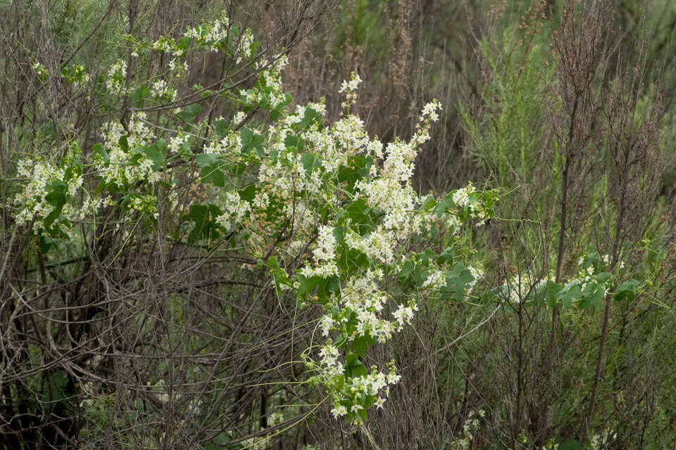 Image of Marah macrocarpa (Greene) Greene