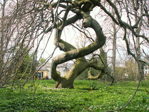 Imagem de Fagus sylvatica var. suentelensis