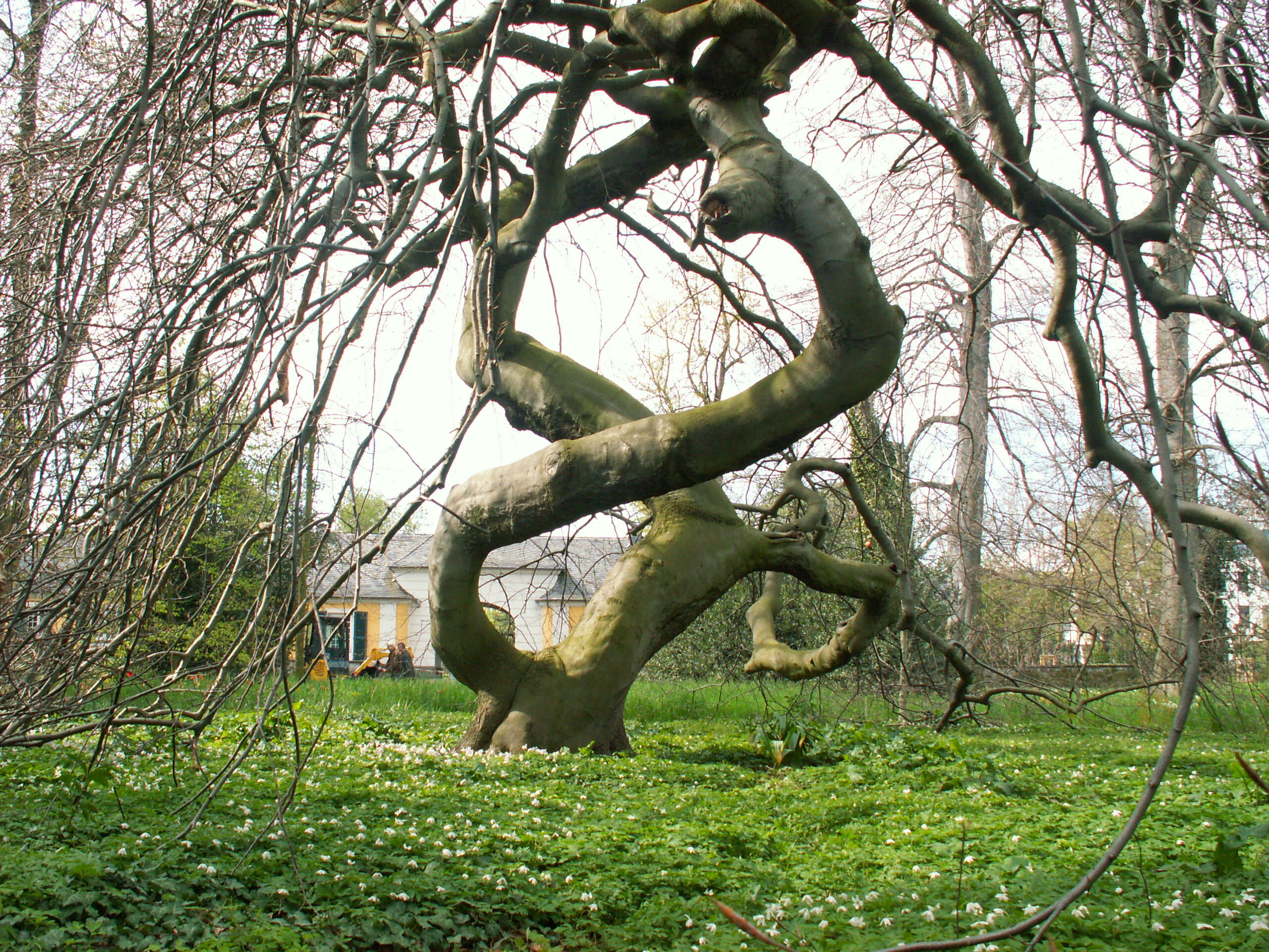 Image of Fagus sylvatica var. suentelensis