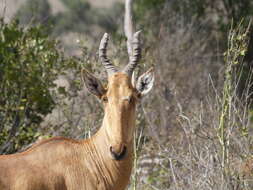 Image of Hartebeest