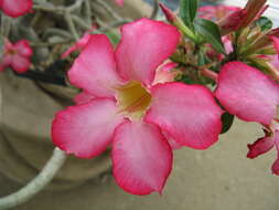 Image of Desert Rose