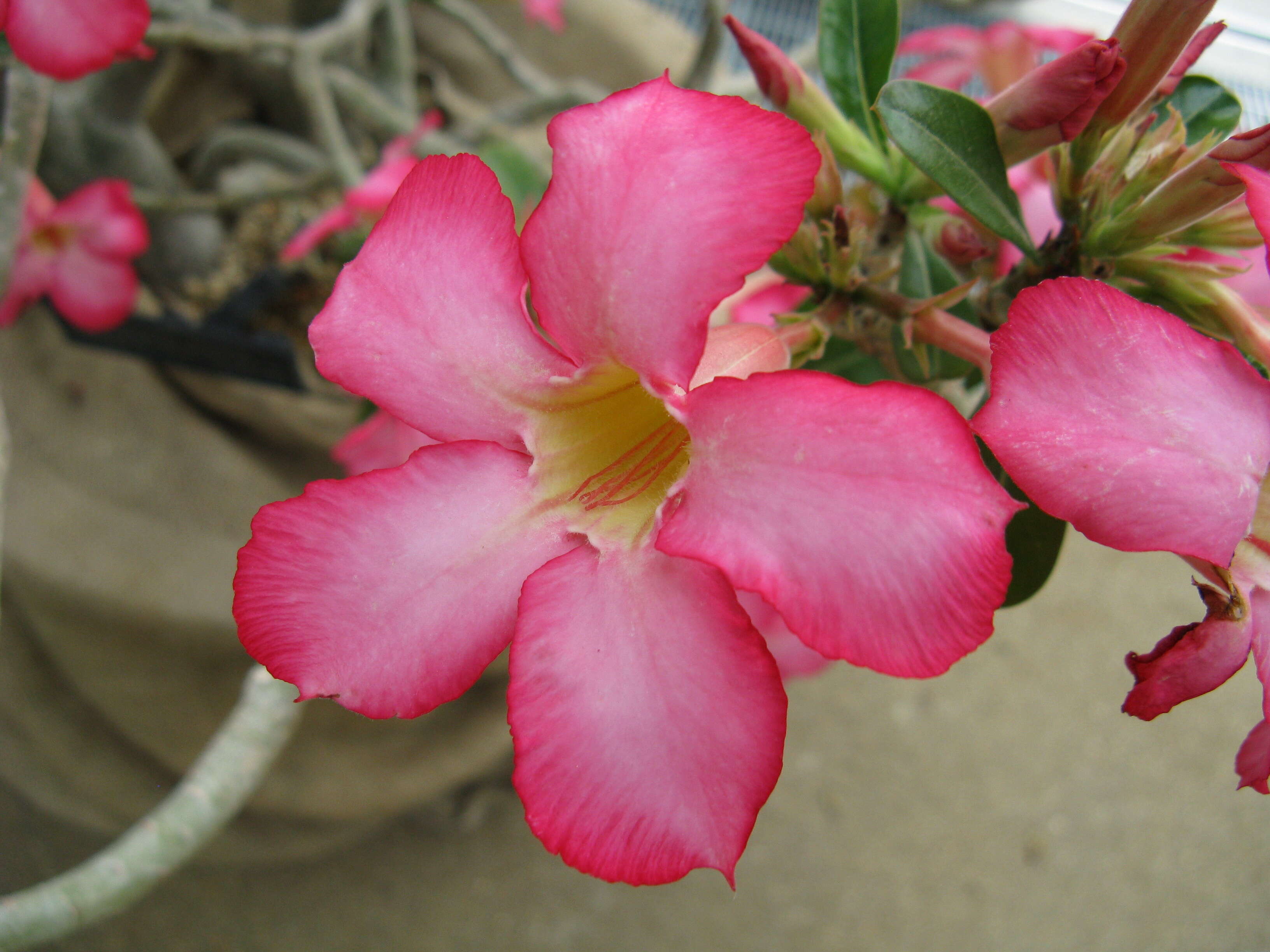 Image of Desert Rose