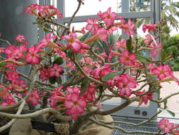 Image de Adenium obesum (Forsk.) Roem. & Schult.