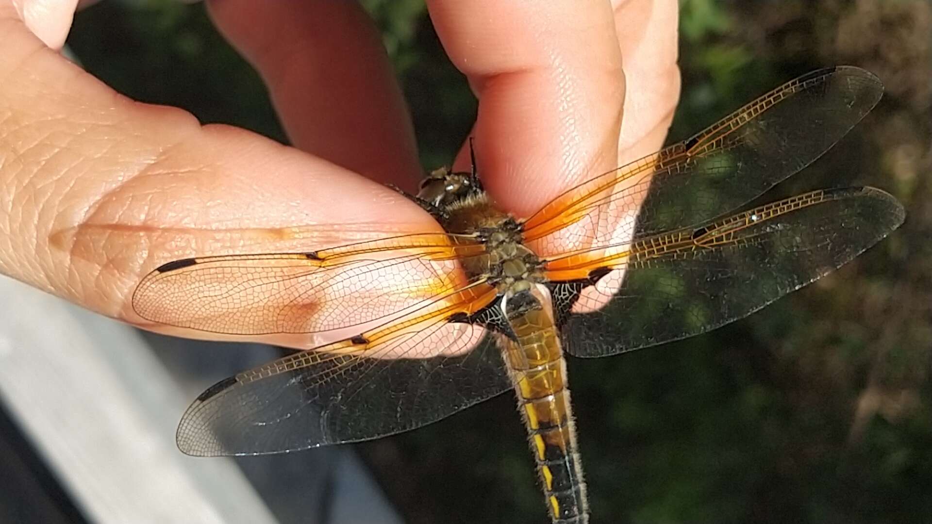 Image of <i>Libellula <i>quadrimaculata</i></i> quadrimaculata