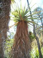 Sivun Richea pandanifolia Hook. fil. kuva