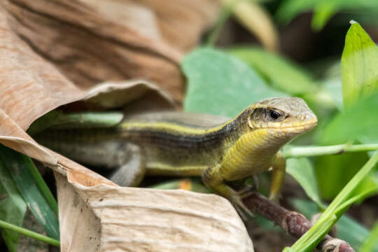 Image of Laurent’s Plated Lizard