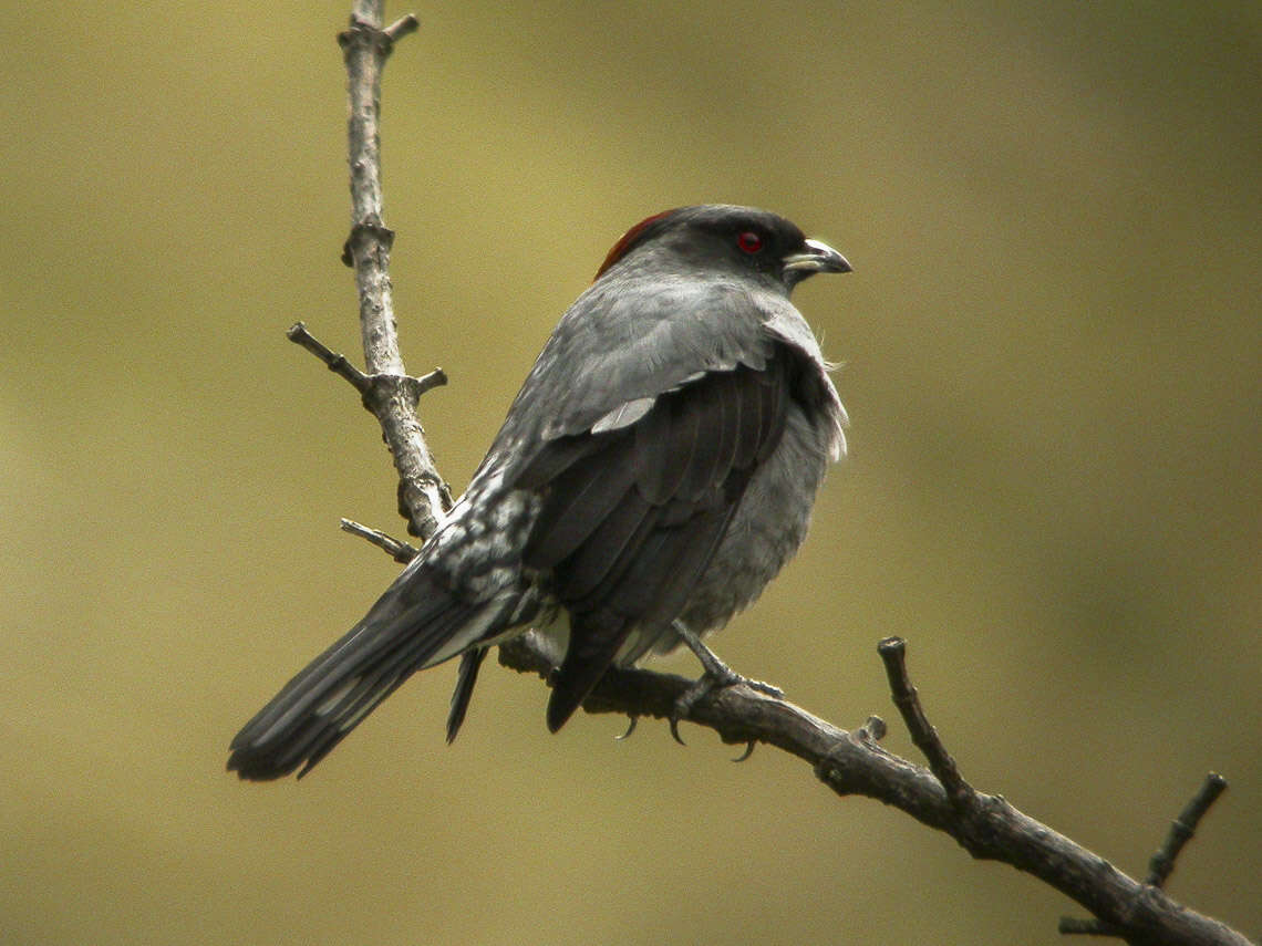 Image of Crested Cotingas