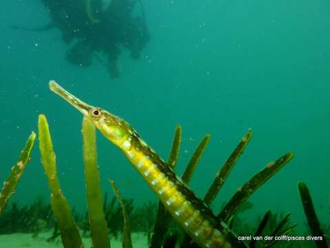 Image of Common Pipefish