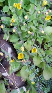 Image of Dudley's monkeyflower