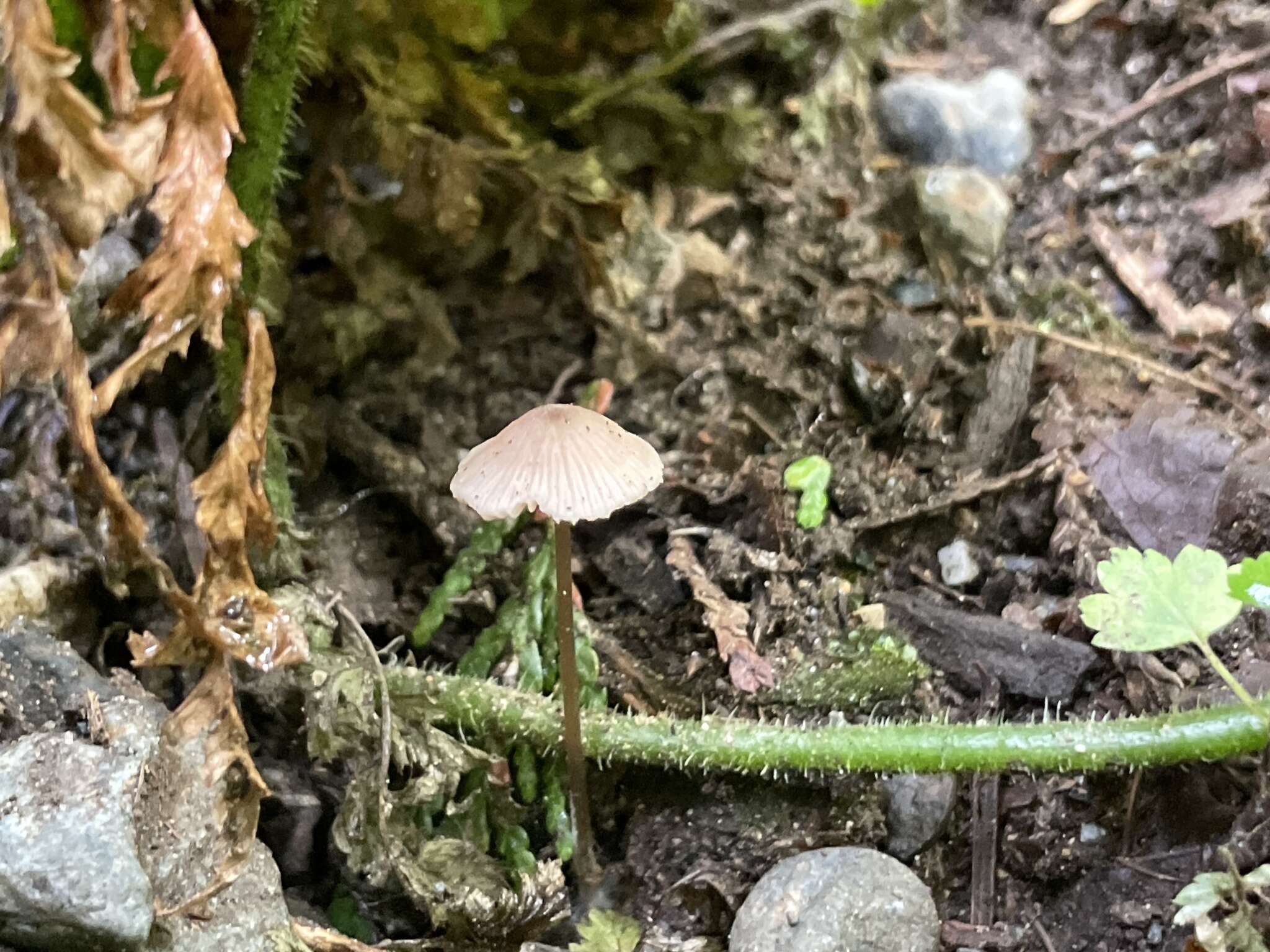 Image of Entoloma solstitiale (Fr.) Noordel. 1980