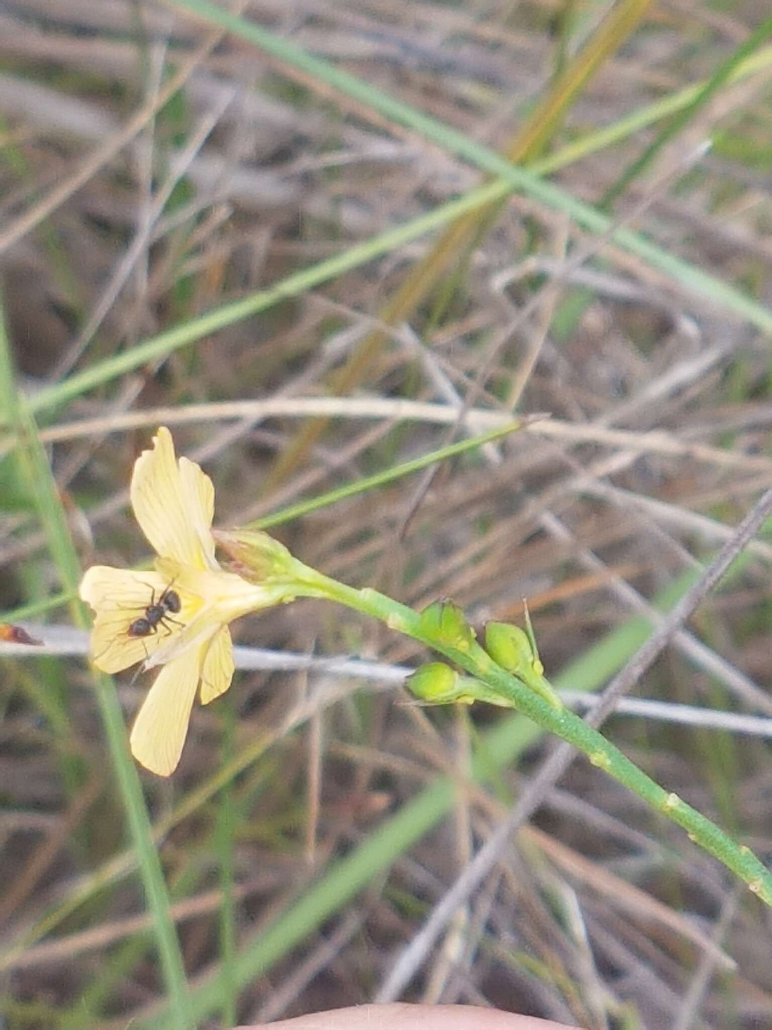 Image of Turnera guianensis Aubl.