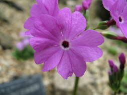 Image of Primula sieboldii E. Morren