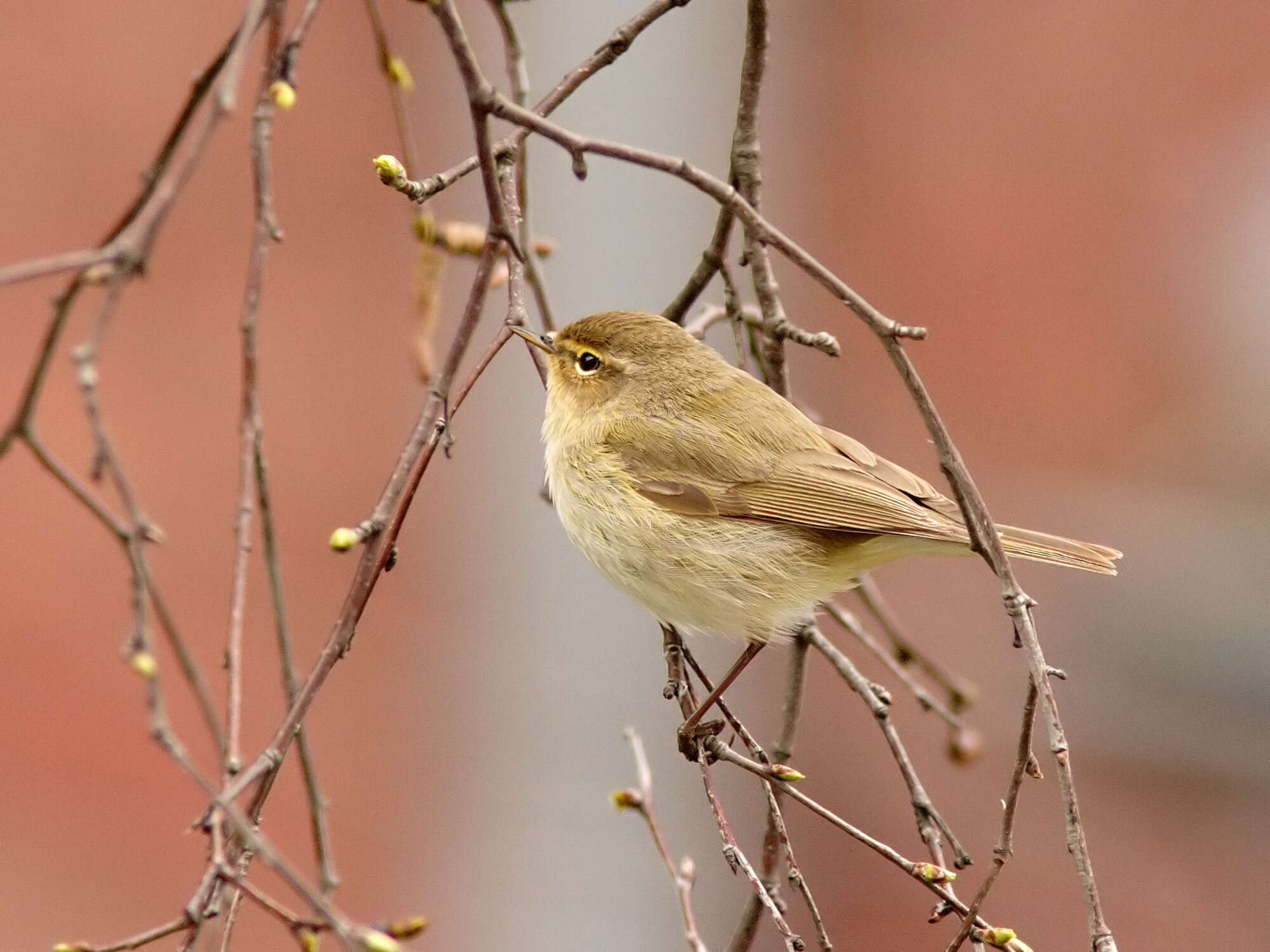 Image of Common Chiffchaff