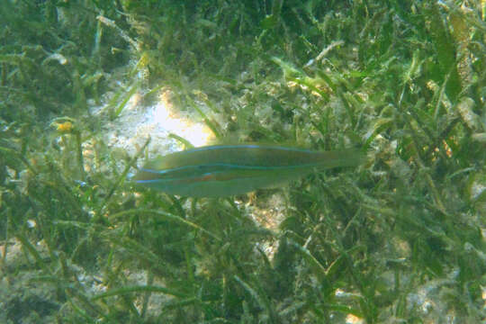 Image of Stripebelly wrasse