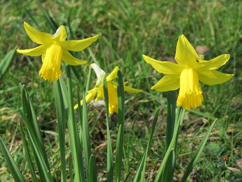 Image of daffodil