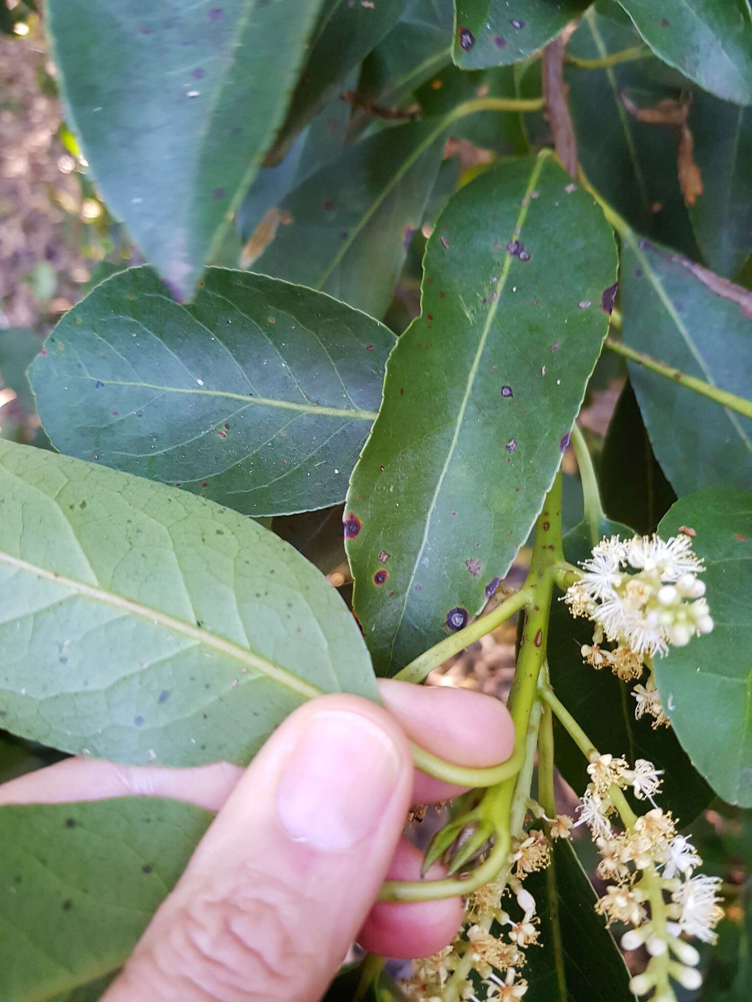 Image de Symplocos cochinchinensis var. stawellii (F. v. Muell.) Nooteboom