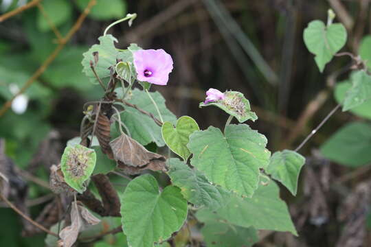 Image of Ipomoea involucrata Beauv.