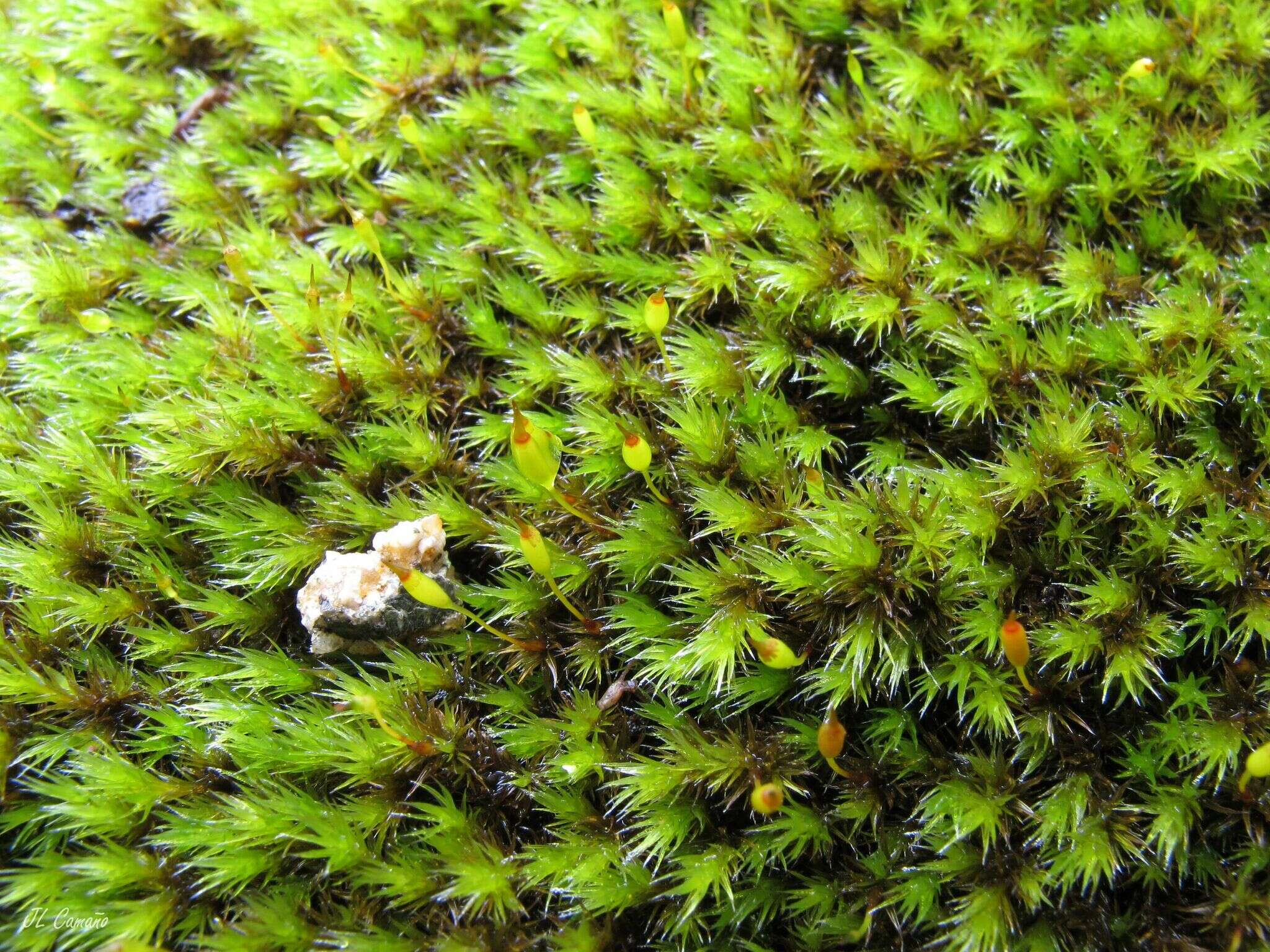 Image of racomitrium moss