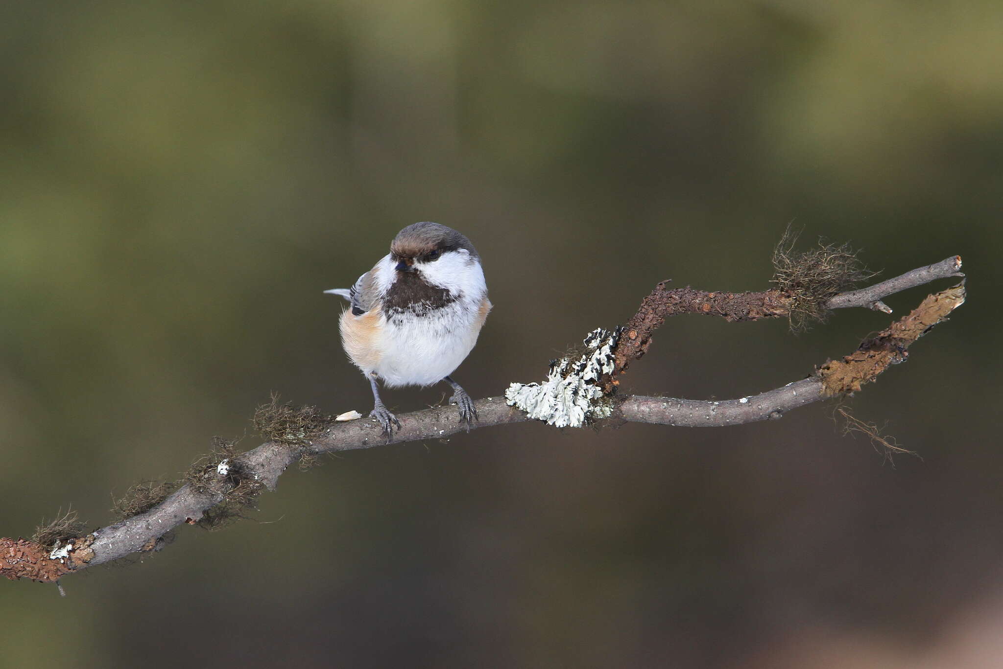 Image of Grey-headed Chickadee