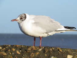 Image of Black-headed Gull