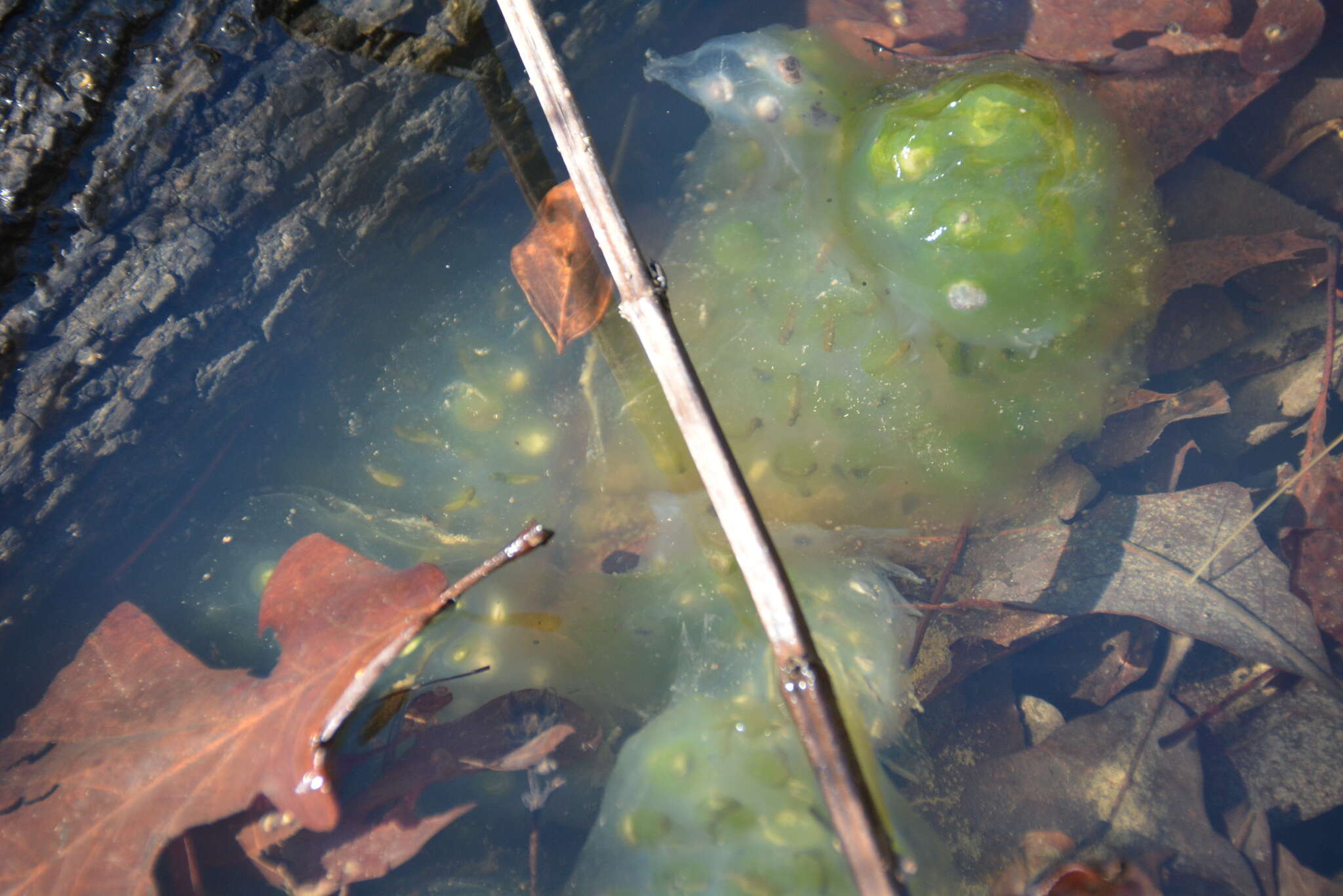 Image de Chlorococcum amblystomatis