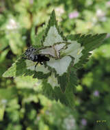 Image of Oxythyrea funesta (Poda 1761)