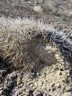 Image of Siler's Pincushion Cactus