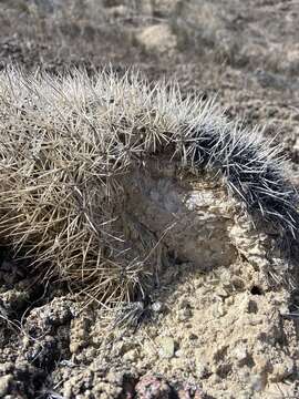 Plancia ëd Pediocactus sileri (Engelm. ex J. M. Coult.) L. D. Benson