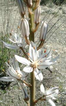 Image of White asphodel