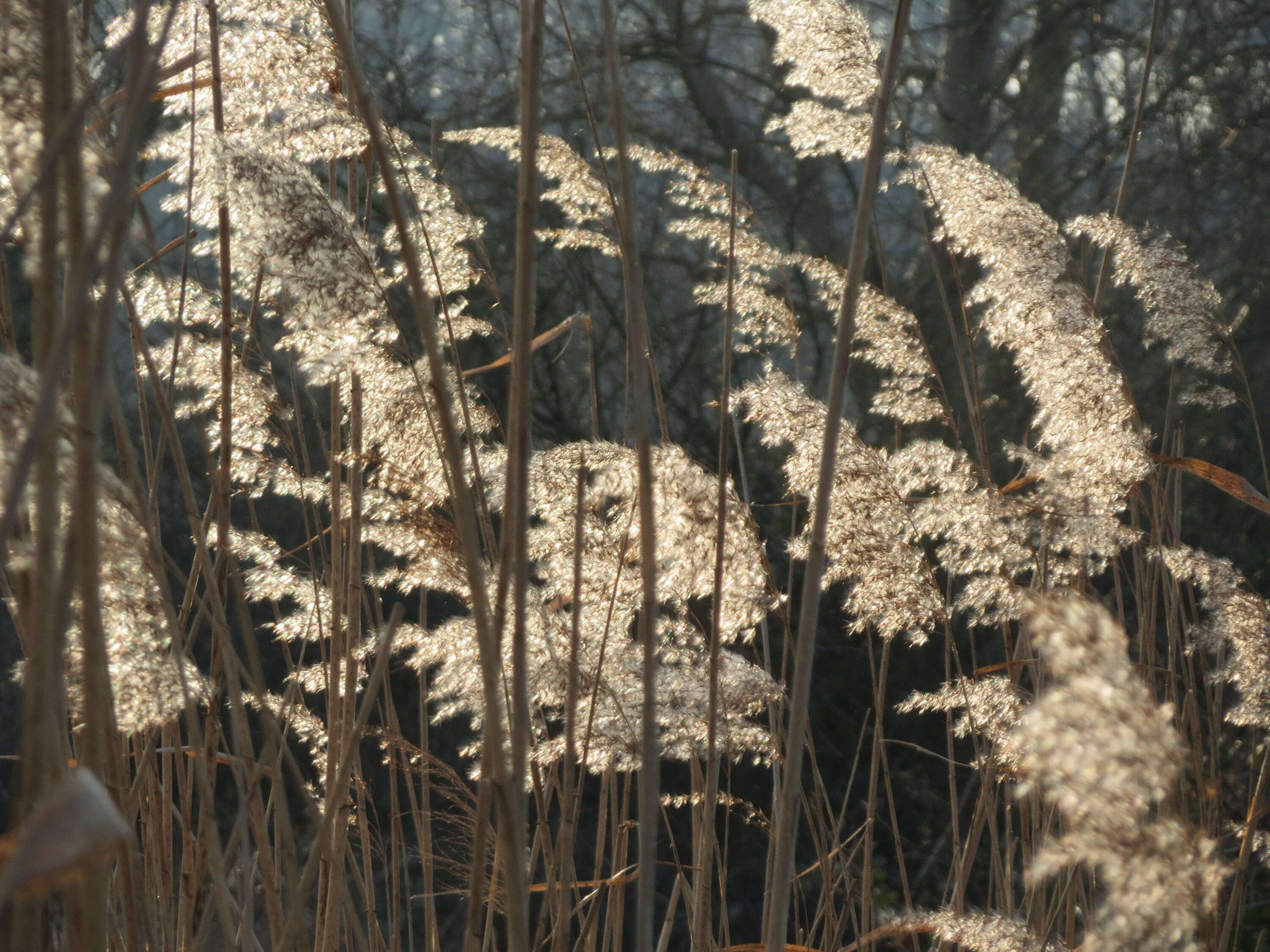 Image of common reed