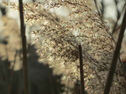 Image of common reed