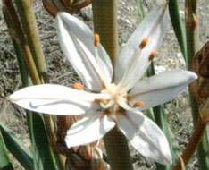 Image of White asphodel